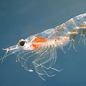 Photograph of krill
