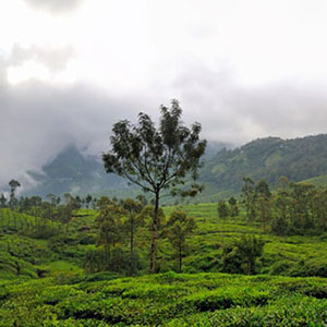 Tea is the most widely consumed beverage in the world, and is typically grown on massive plantations such as this one in Munnar, India. 