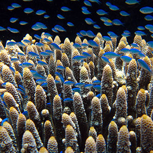 Juvenile blue chromis linger near the branches of an Acropora millepora colony off Lizard Island on the Northern Great Barrier Reef.