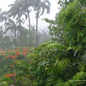 Many locations north of the equator, such as Guyana, tend to receive more rain than locations in the southern tropics. (Courtesy T. Rampersad)