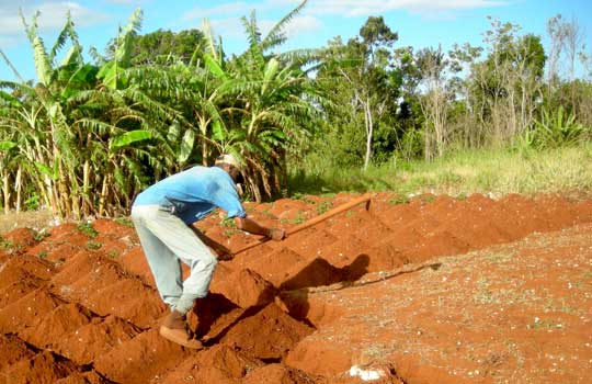 Growing Jamaica Earthdata