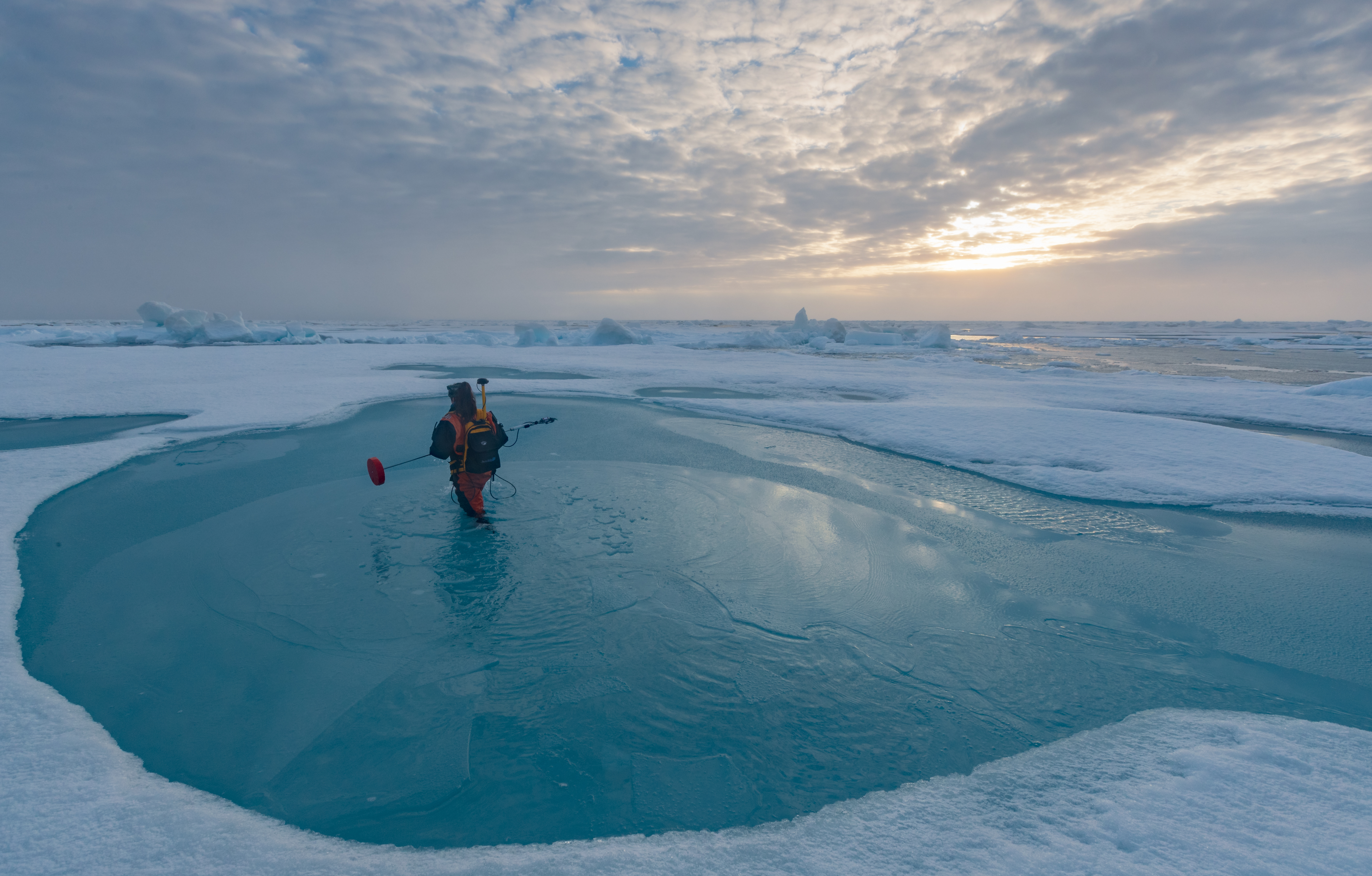 Dr. Melinda Webster wades through a melt pond in the Arctic