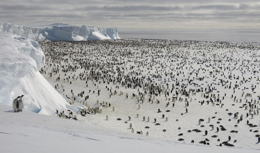This scene shows a mixture of sea ice types commonly seen in the Southern Ocean. The different thicknesses of sea ice form a spectrum of colors and shapes ranging from dark black open water, a thin grease-like covering called grease ice, and thicker grey ice. Older sea ice has a bright white covering of snow and many chaotic deformation features visible as ridges and rubble fields caused by the continuous motion of the ice pack.
