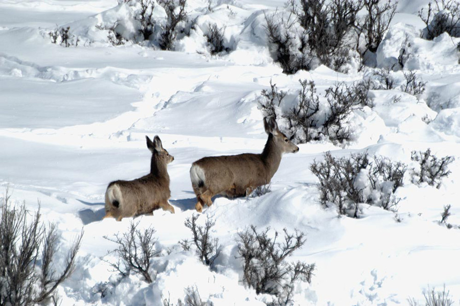 How Deer Survive Winter Weather