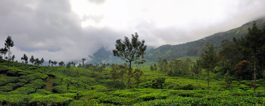 Photograph of a tea plantation in Munnar, India