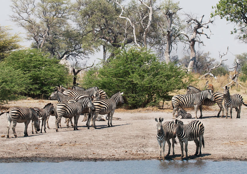 ecosystem information about zebras