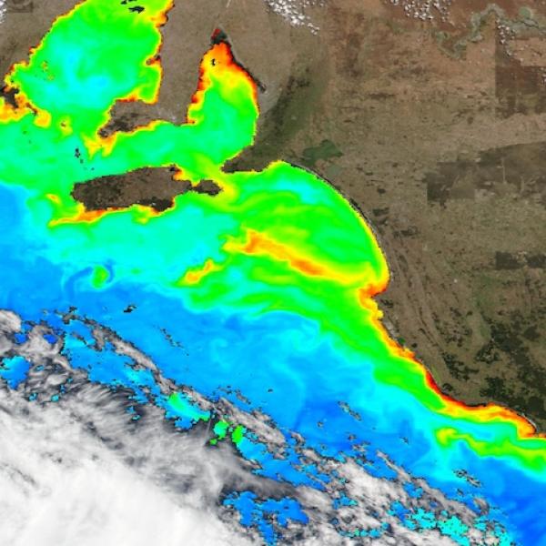 Phytoplankton bloom in Long Bay, Australia on 12 January 2024 from the VIIRS instrument aboard the joint NASA/NOAA Suomi NPP satellite