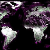 This image shows the globe color coded to indicate its surface type. Most of the image is black to indicate calm water, the ocean, or dry sand. Rough water is depicted in shades of purple. The continents are shaded in green where there is vegetation, and white where there are urban areas or little vegetation. 