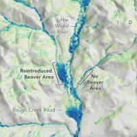 Map of areas in Idaho that support beaver rewilding versus areas with no beaver populations.  