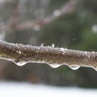 A slim tree branch with scattered snowflakes on top and frozen raindrops hanging from its underside. Credit: Betty Copeland