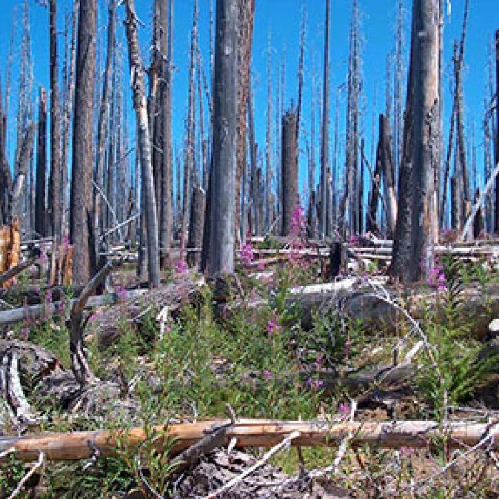 In this photograph, taken eleven years after the Charlton Fire in Oregon’s Willamette National Forest, a majority of snags still stand while gradually new vegetation is recovering.