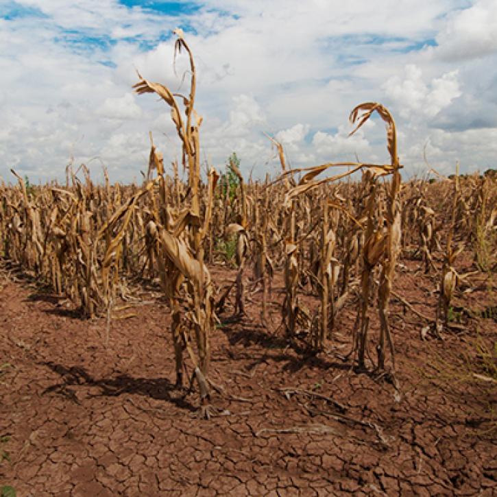 Desiccated corn stalks growing from dry cracked soil.