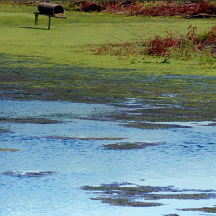 Blue pond water with green algae in the distance