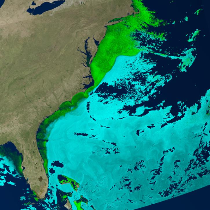 This square image shows phytoplankton levels along Florida and the East Coast of the United States as well as the Bahamas. Land is colored in muted shades of brown and green, water is dark blue, and snow is white. Nearshore are bands of light to dark green depicting picoeukaryote organism levels. Further out to sea are regions in variations of light blue showing the presences of prochlorococcus cyanobacteria.