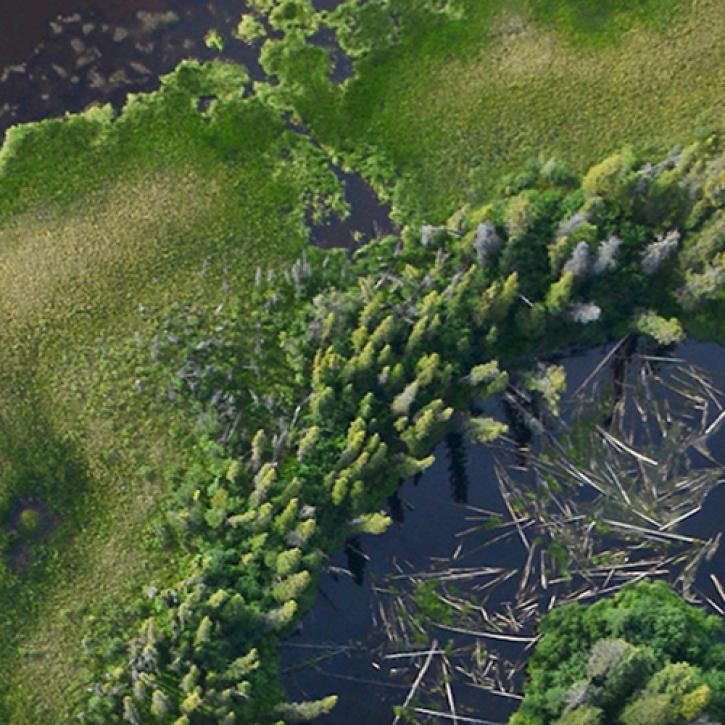 stand of green trees in a lake with dead trees and logs in the water