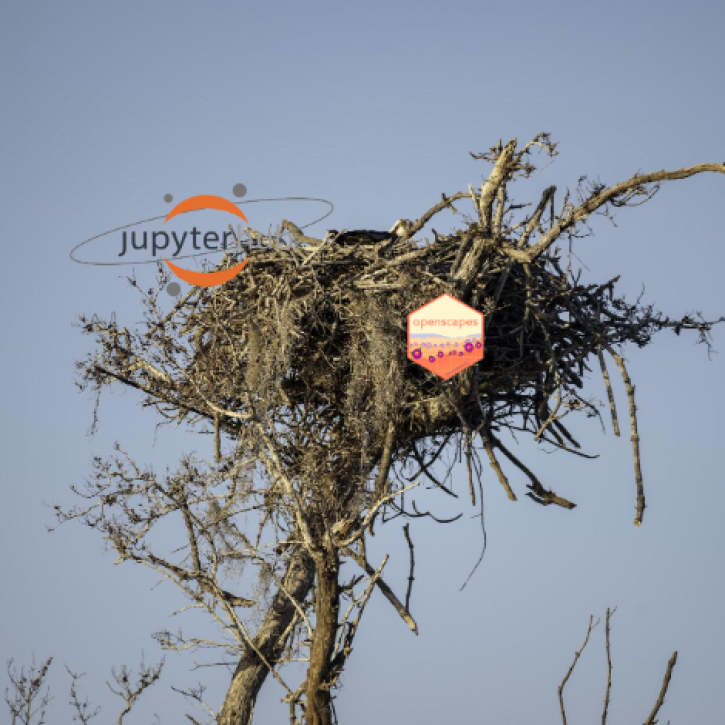 image of bird's nest with Openscapes logo and JupyterHub logo