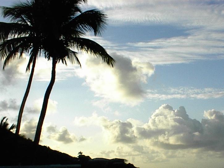 image of clouds and palm trees