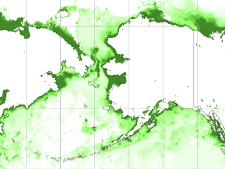 This data visualization of chlorophyll concentration off Alaska and Russia is shaded in lighter greens (lower concentration) and darker greens (higher concentrations).