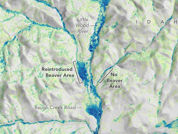 Map of areas in Idaho that support beaver rewilding versus areas with no beaver populations.  