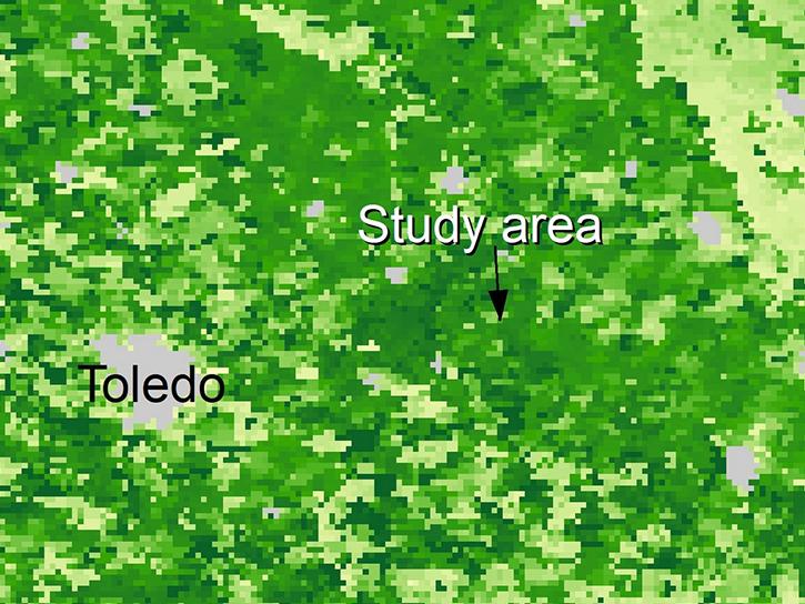 Combined Terra and Aqua MODIS LAI data over Richetti and others’ (2019) study area during the peak LAI period for soybeans