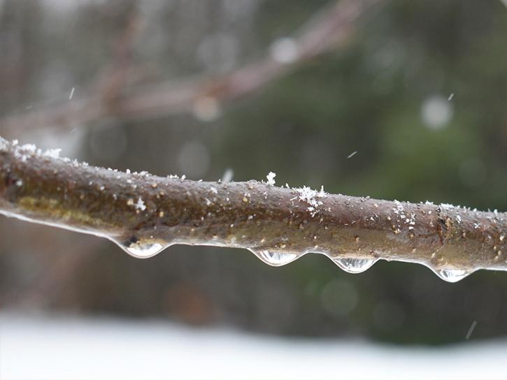 A slim tree branch with scattered snowflakes on top and frozen raindrops hanging from its underside. Credit: Betty Copeland