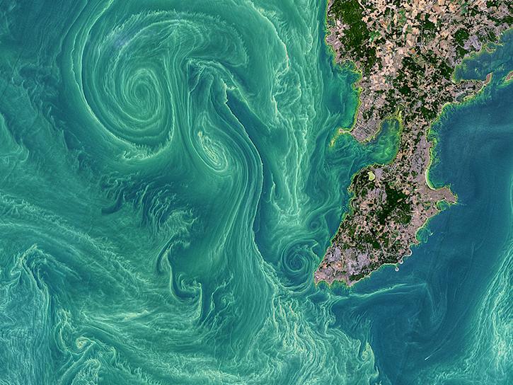 cyanobacteria bloom in the Baltic Sea