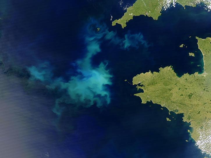 algae bloom
