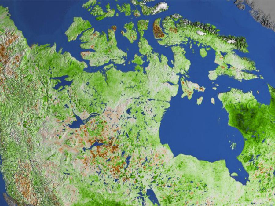 Boreal forest in Canada