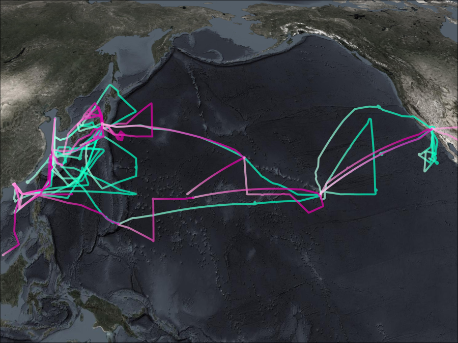 TRACE-P Flightpaths where P3-B Paths are in Pink and DC8 Paths are in Green.