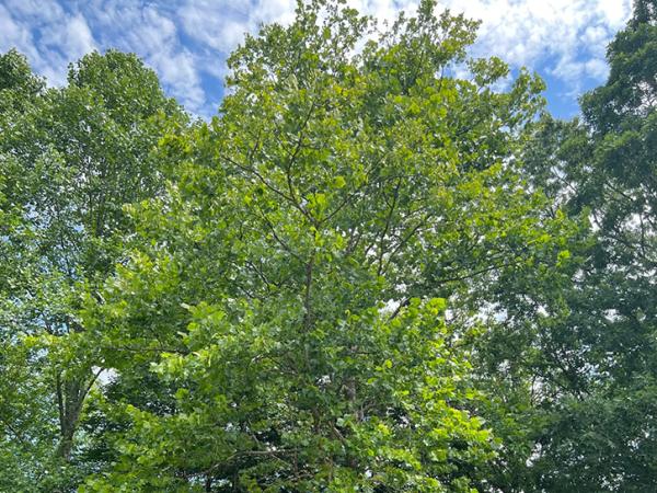 trees