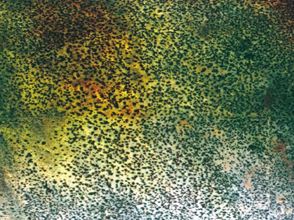 satellite imagery of the Journada Experimental Range