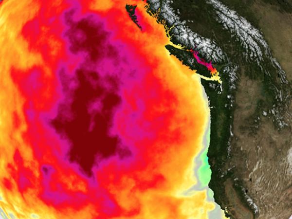 sea surface temperature data