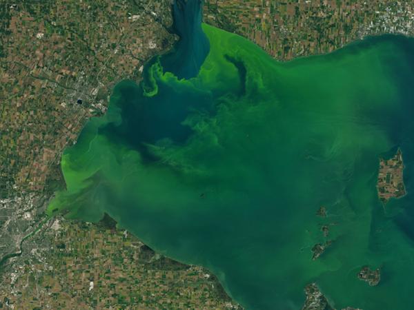 green algae bloom in Lake Erie
