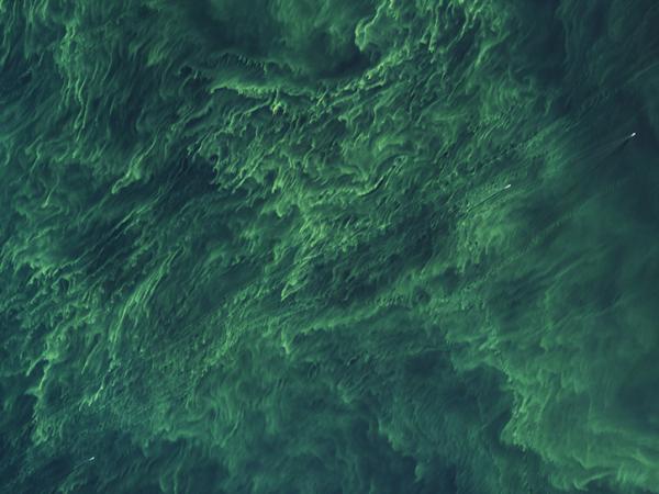 algae bloom in the Baltic Sea