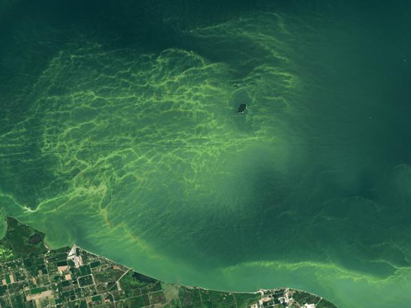 algae bloom in Lake Erie