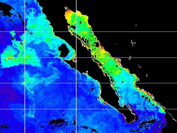 SeaWIFS chlorophyll data in Baja California