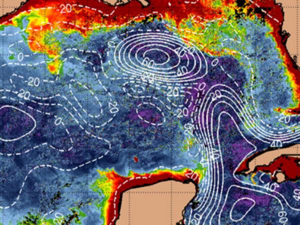 The sea surface height (contour interval of 10 cm) in the Gulf of Mexico from real-time or near real-time systems overlain on the SeaWiFS chlorophyll concentrations on August 8, 2003