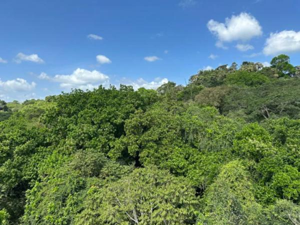 Panama forest canopy