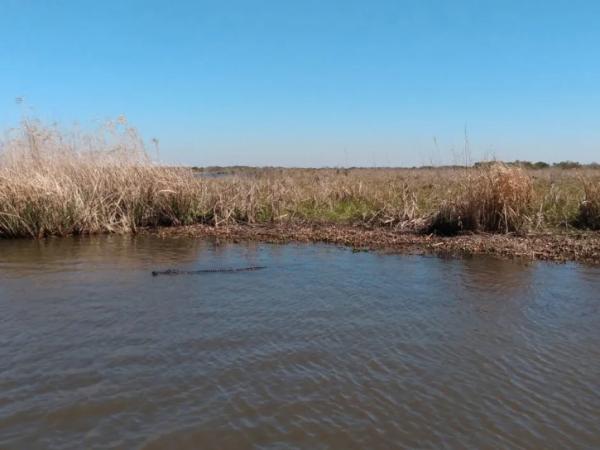 Swamp in Mississippi River Delta