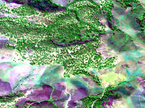 Map Oaks Using AVIRIS Hyperspectral Imagery