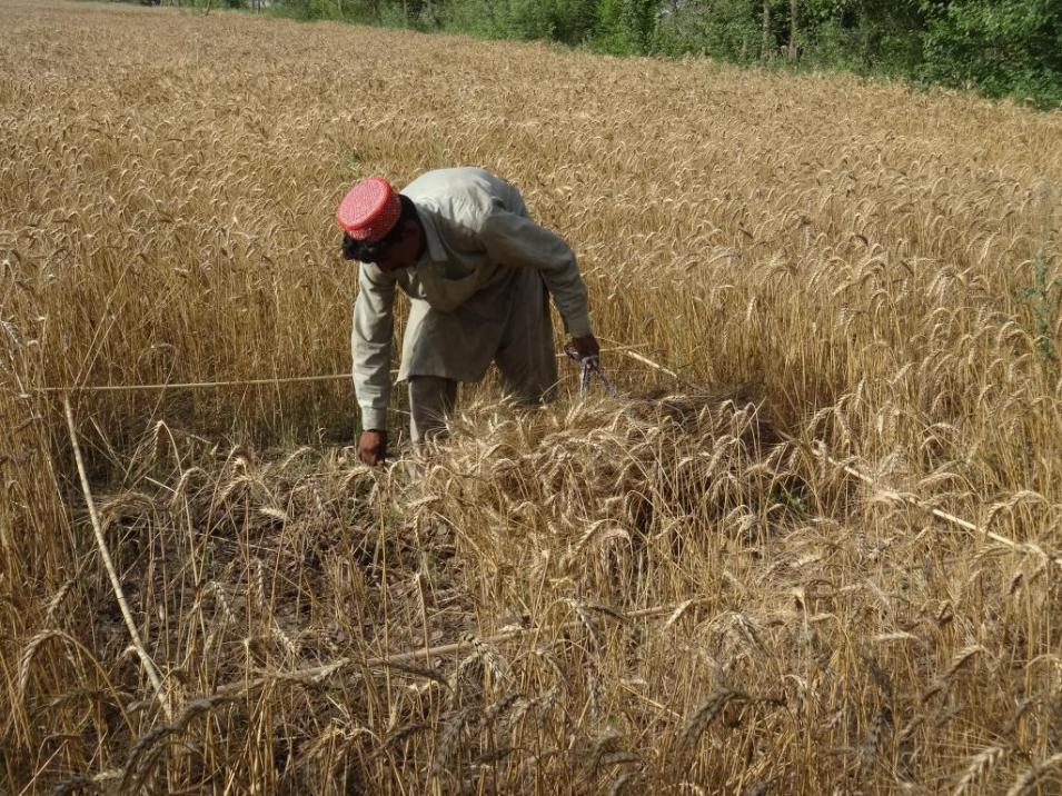 Wheat Field