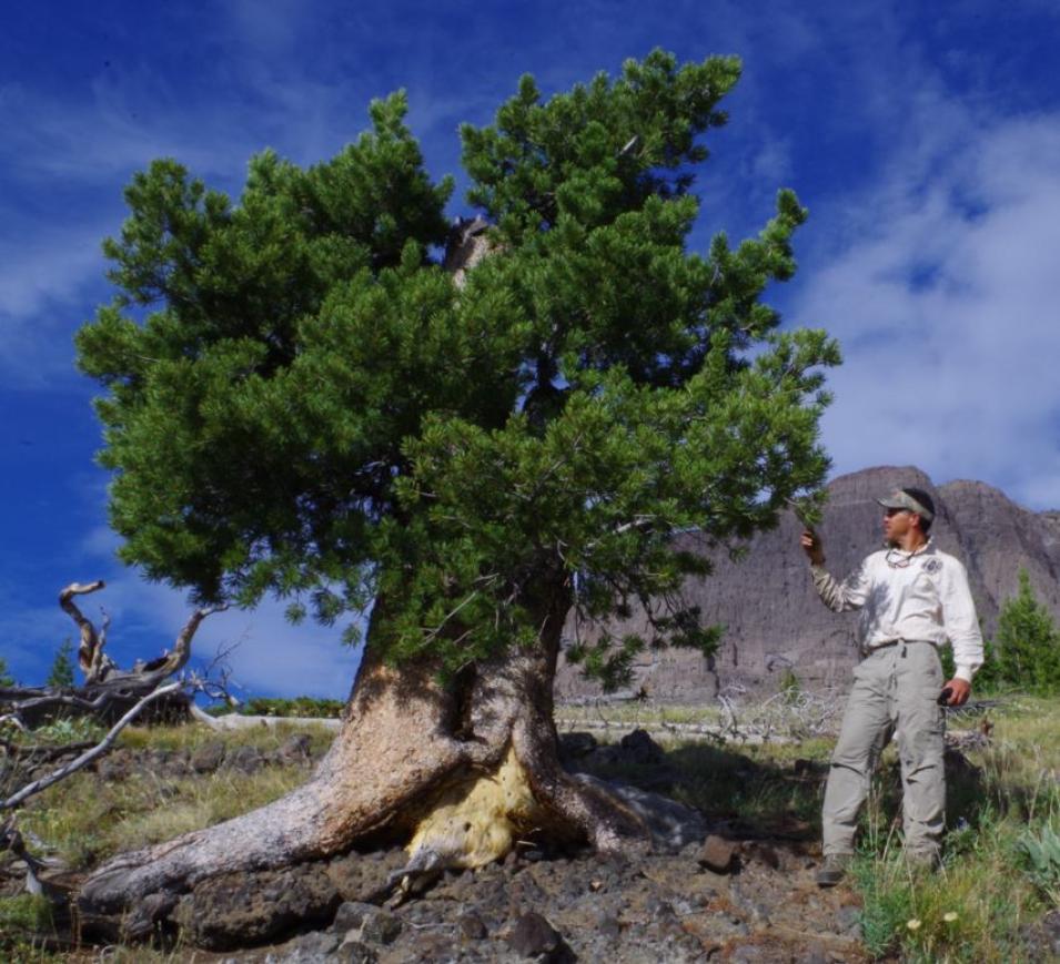 Thoma standing next to a whitebark pine on a mostly clear day.