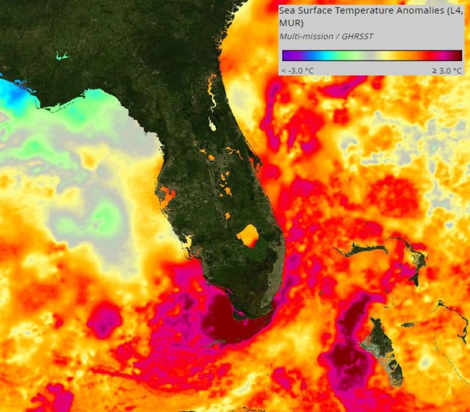This image from PO.DAAC’s State of the Ocean shows a visualization of sea surface temperature anomaly data for the waters around Florida on July 16, 2023. This data does not show surface temperature, but rather the difference between the current sea surface temperature and the long-term average. The gray, yellow, and green colors indicate little to no difference while the purple (cooler) and red (warmer) show greater differences. 