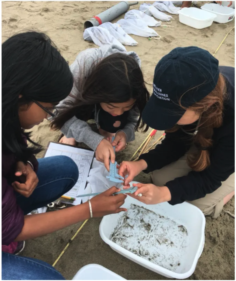 Three California Academy of Sciences CiS interns recording the sex and size of Pacific mole crabs