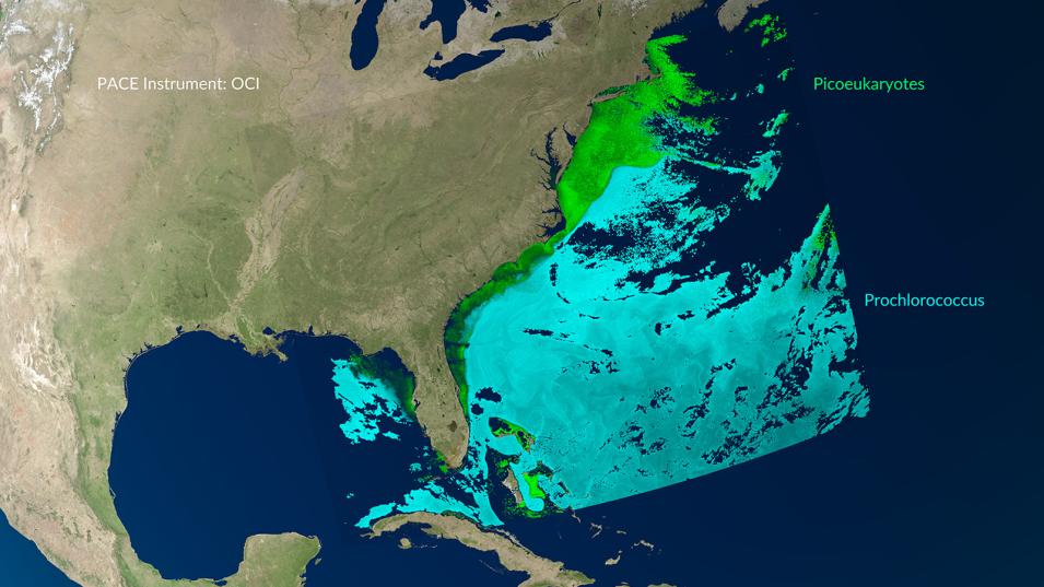 This rectangular image shows phytoplankton levels along Florida and the East Coast of the United States, the Bahamas, and Cuba. Land is colored in muted shades of brown and green, water is dark blue, and snow is white. Nearshore are bands of light to dark green depicting picoeukaryote organism levels. Further out to sea are regions in variations of light blue showing the presences of prochlorococcus cyanobacteria.