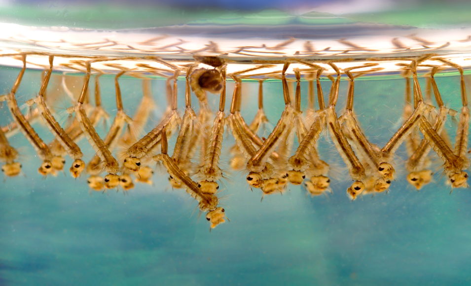 Larvae of Culex Mosquitoes make dense groups in standing water.