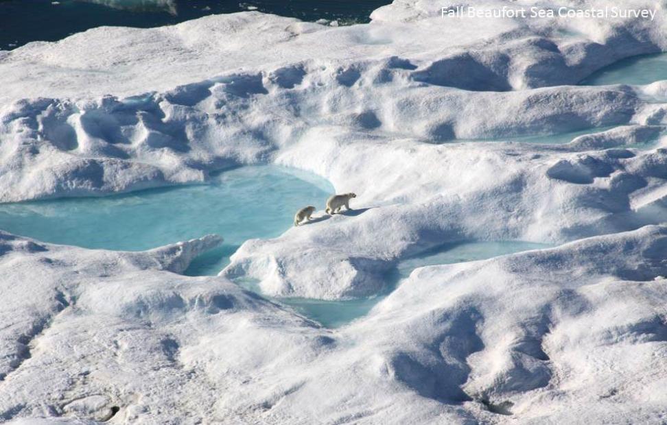 Two polar bears walking on snow near Beaufort Sea.