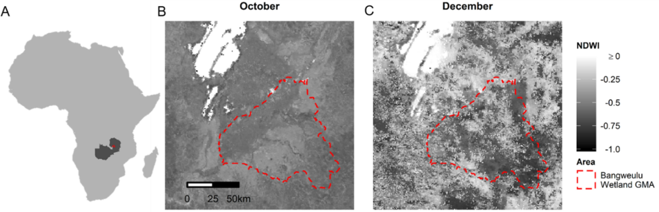 A) The study area used by Acácio and others (2021), showing the Bangweulu Wetlands Game Management Area in red within the country of Zambia (dark grey). B) The Normalized Difference Water Index (NDWI) of the study area during October, prior to the beginning of the rainy season. C) The NDWI of the study area during December, during the rainy season.