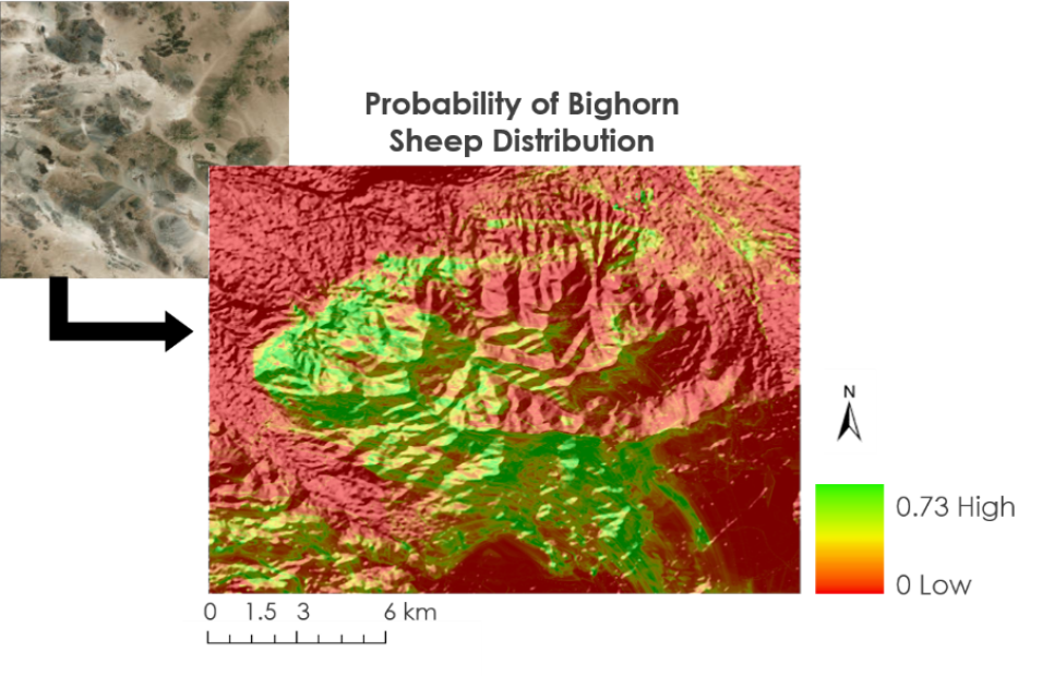 At the top of this image is the title Probability of Bighorn Sheep Distribution. In the upper left-hand corner is a smaller aerial, color image of a portion of desert. From that image is an arrow pointing to topographical image of the same area colored mostly red with streaks of yellow and green across certain areas. A color key next to the image shows areas that are red equal to 0 low probability, yellow is in the middle, and green is 0.73 high probability. 