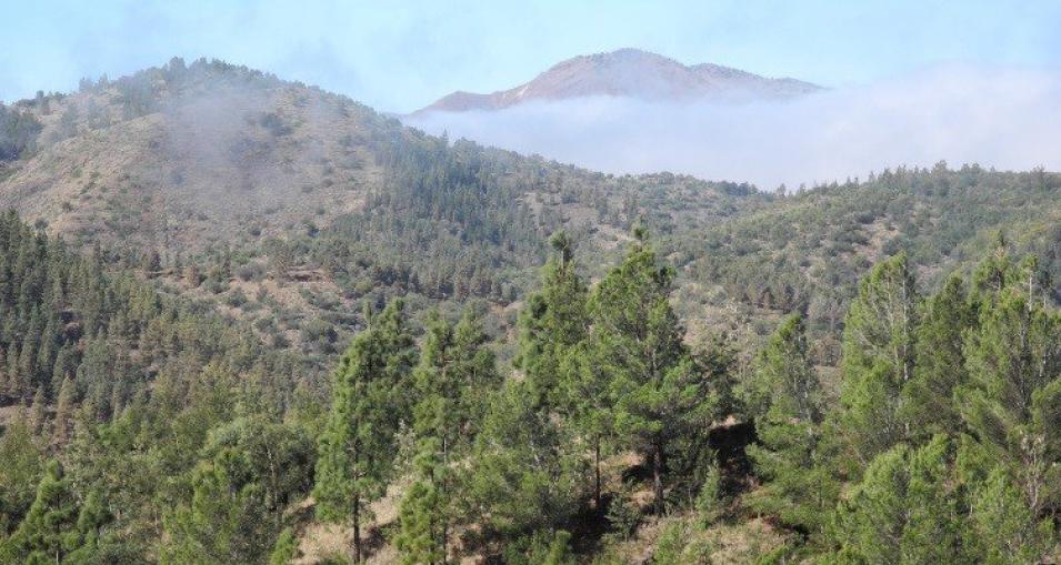 Forest on the mountain slopes of Santo Antão, Cabo Verde. 
